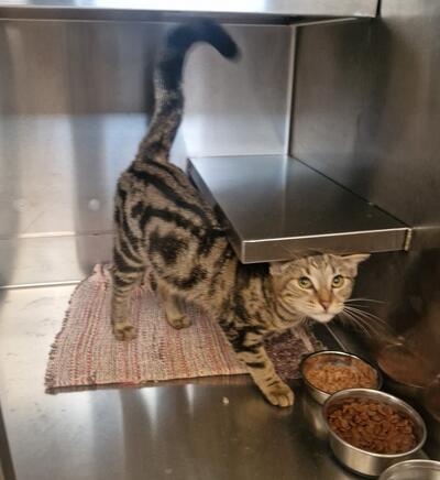 Found Tabby cat