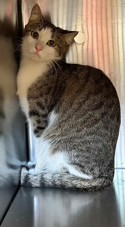 Found Tabby & White Cat