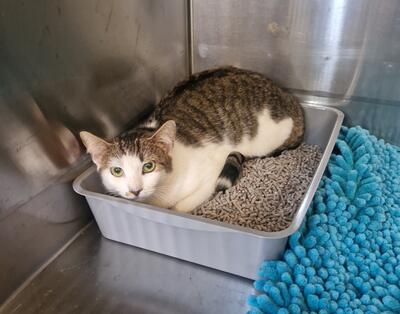 Found Tabby and White Cat