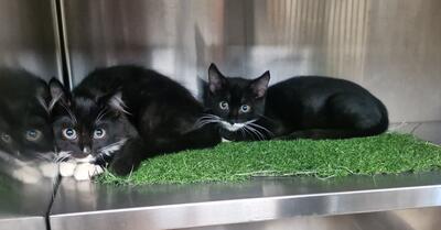 Found Black and White Cats