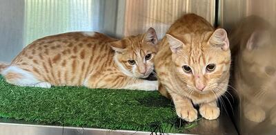 Found Ginger Cats