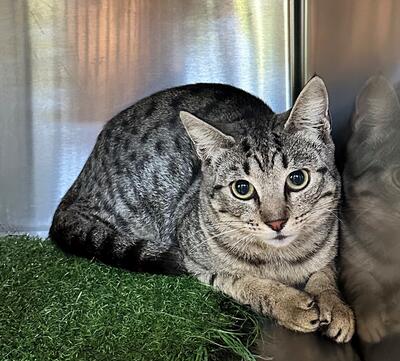 Found Tabby Cat