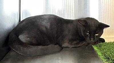 Found Black Cat