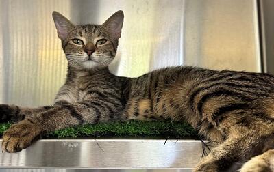Found Tabby Cat