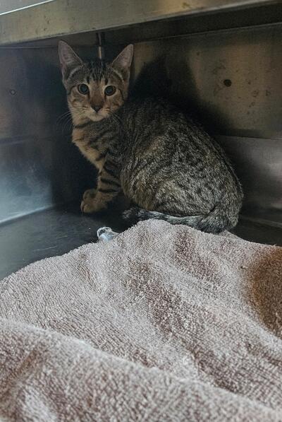 Found tabby and white cat. 
