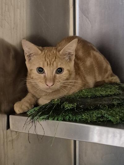 Found Domestic Short Hair