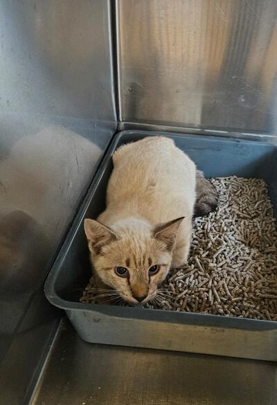Found Choclate Seal Point Cat 