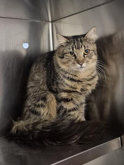 Found Domestic Medium Hair
