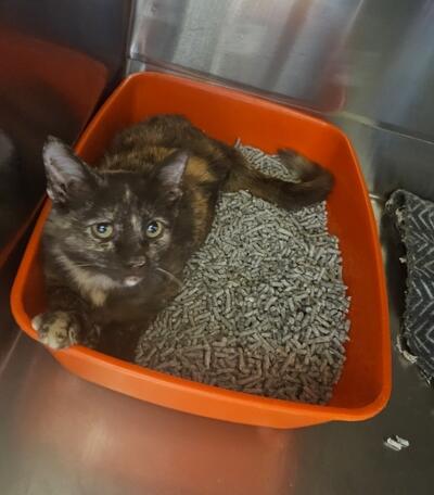 Found tortoiseshell cat. 