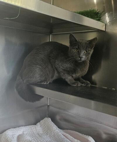 Found grey cat. 