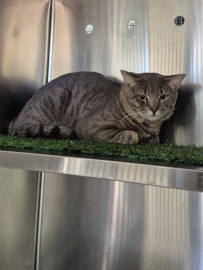 Found Domestic Short Hair