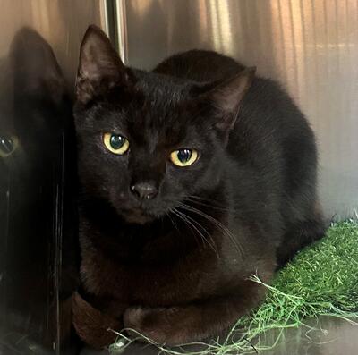Found Black Cat