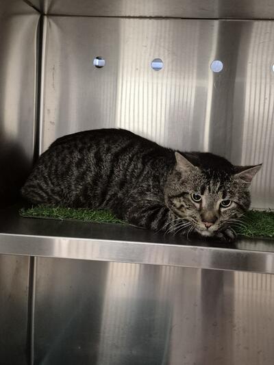 Found Domestic Short Hair
