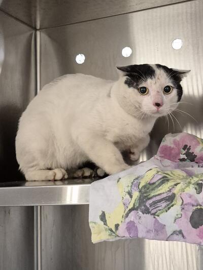 Found Domestic Short Hair