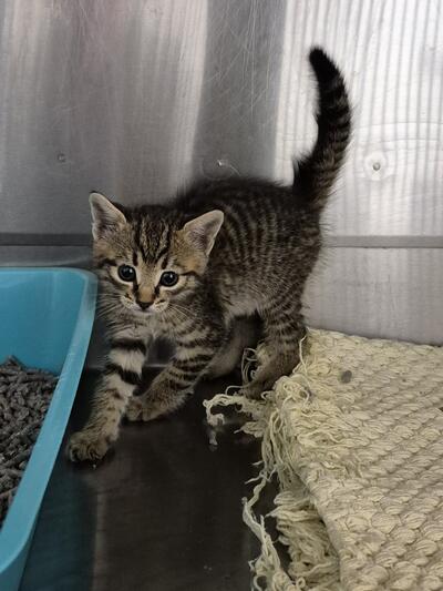 Found Domestic Short Hair Kitten