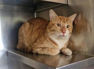 Ginger cat