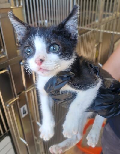 Black and White Kitten