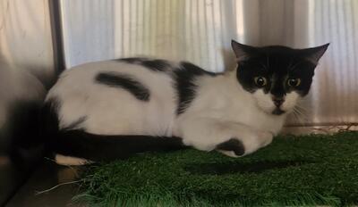 White and Black Cat