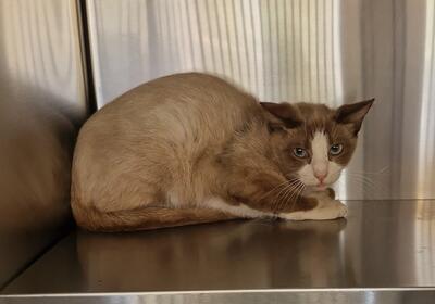 Chocolate and White Cat