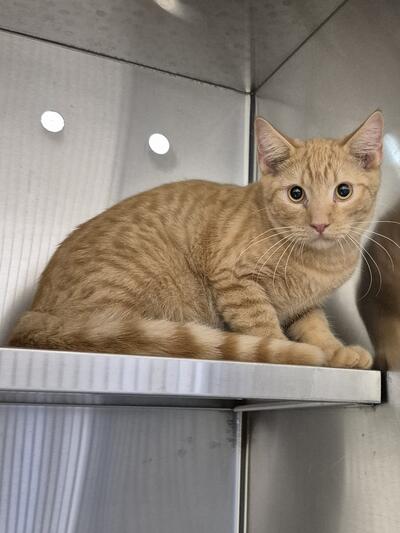Found Domestic Short Hair