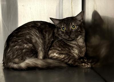 Found Tabby Cat