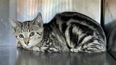 Found Tabby Kitten