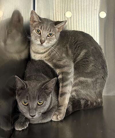 Found Grey Cats