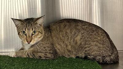 Found Tabby & White Cat
