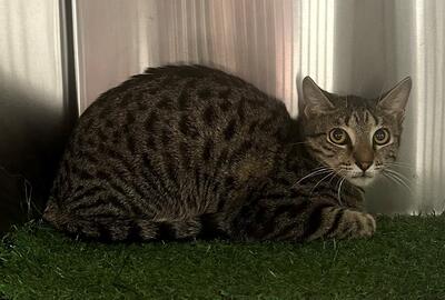 Found Tabby Cat