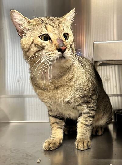 Found Tabby Cat