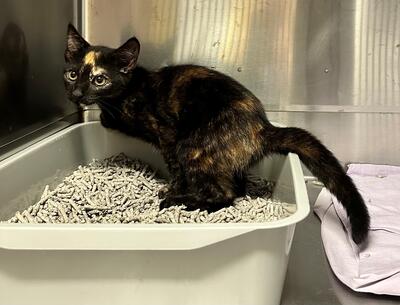 Found Tortoiseshell Kitten