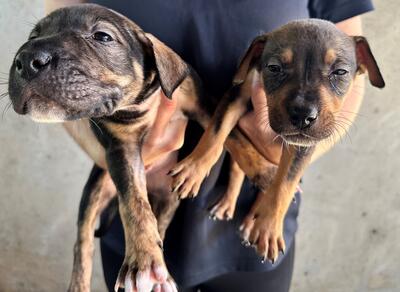 Found Mixed Breed Puppies