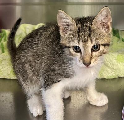 Found Tabby & White Kitten