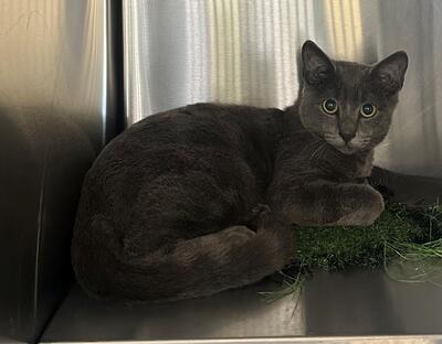 Found Grey Cat