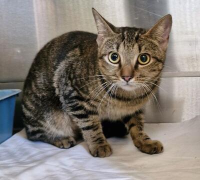 Found Tabby Cat