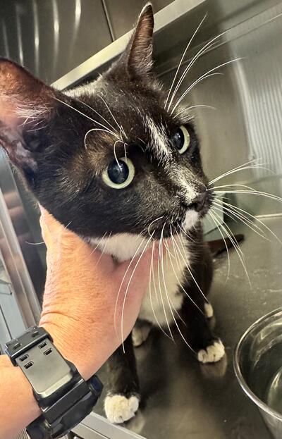 Found Black & White Cat