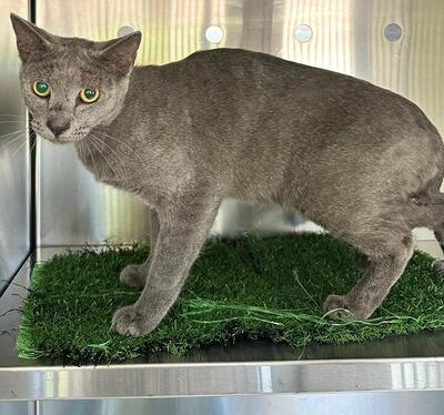 Found Grey Cat