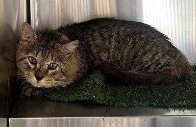 Found Tabby Cat