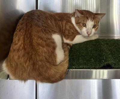 Found Ginger & White Cat