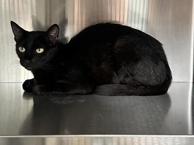 Found Black Cat