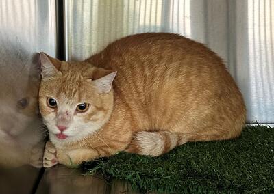 Found Ginger & White Cat