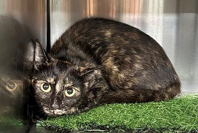Found Tortoiseshell Cat