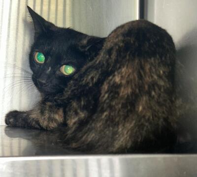 Found Tortoiseshell Cat