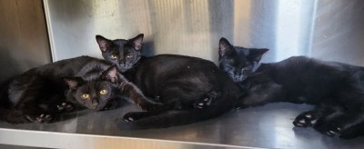 Black Kittens