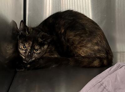 Found Tortoiseshell Cat