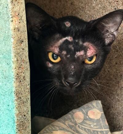 Found Black Cat