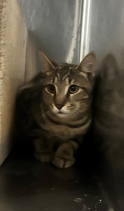 Found Tabby Cat