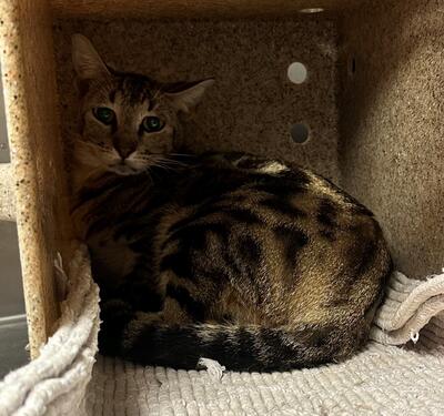 Found Tabby Cat