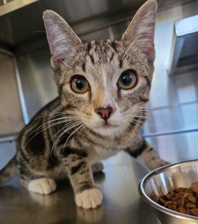Tabby young adult