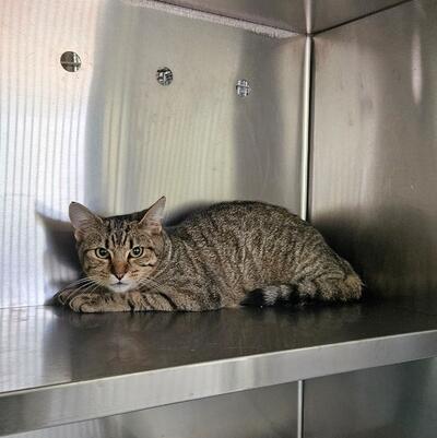 Found Tabby Cat 